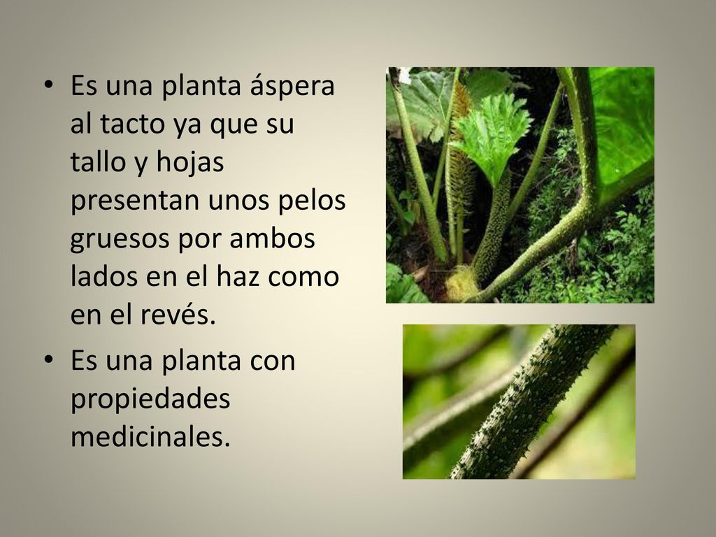 Es una planta áspera al tacto ya que su tallo y hojas presentan unos pelos gruesos por ambos lados en el haz como en el revés.