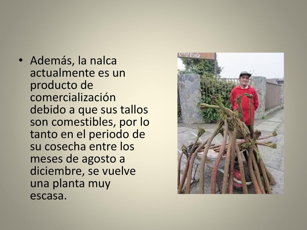 Además, la nalca actualmente es un producto de comercialización debido a que sus tallos son comestibles, por lo tanto en el periodo de su cosecha entre los meses de agosto a diciembre, se vuelve una planta muy escasa.