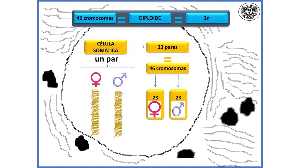 = = = un par 46 cromosomas DIPLOIDE 2n CÉLULA SOMÁTICA 23 pares