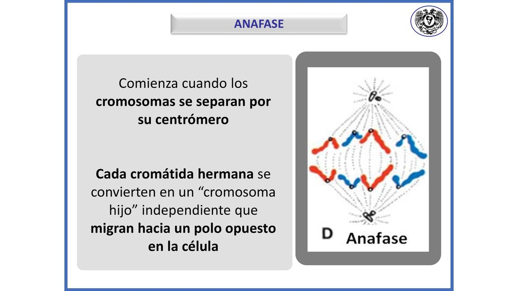 Comienza cuando los cromosomas se separan por su centrómero