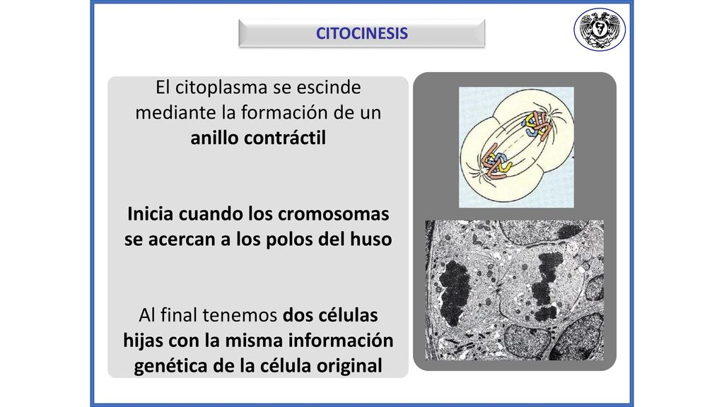 Inicia cuando los cromosomas se acercan a los polos del huso