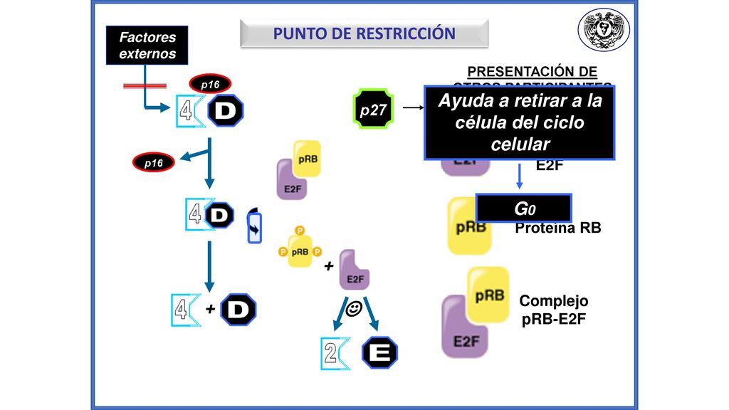 ☺ PUNTO DE RESTRICCIÓN Ayuda a retirar a la célula del ciclo celular