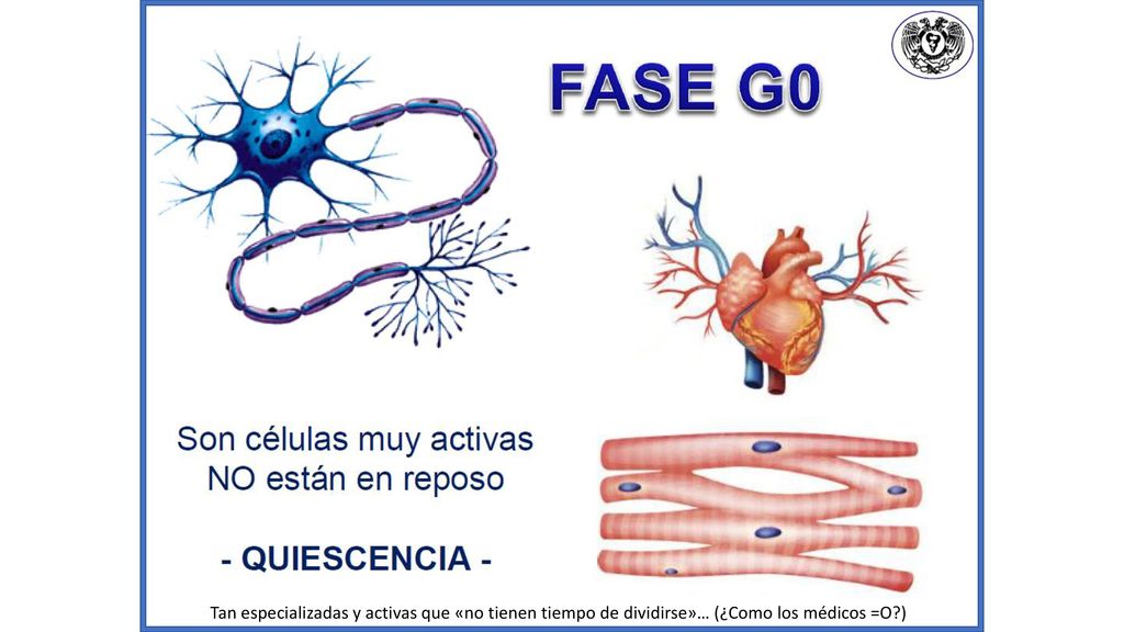Tan especializadas y activas que «no tienen tiempo de dividirse»… (¿Como los médicos =O )