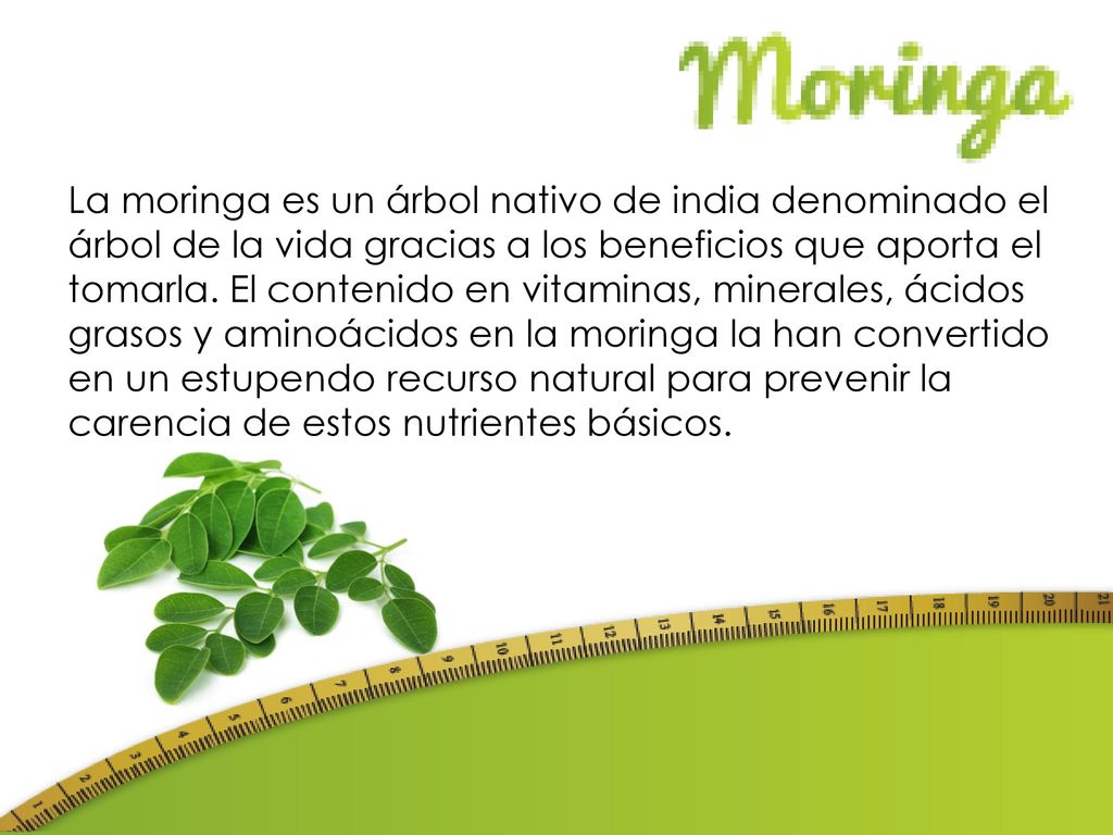 La moringa es un árbol nativo de india denominado el árbol de la vida gracias a los beneficios que aporta el tomarla.
