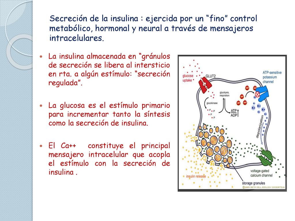 Secreción de la insulina : ejercida por un fino control metabólico, hormonal y neural a través de mensajeros intracelulares.