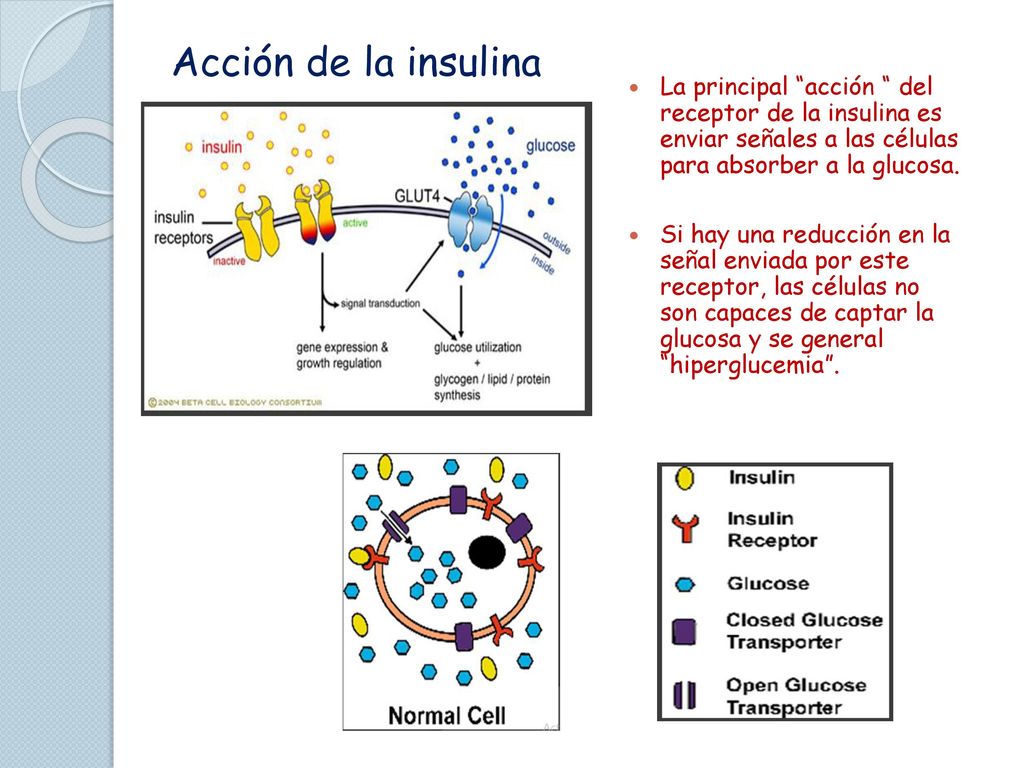 Acción de la insulina La principal acción del receptor de la insulina es enviar señales a las células para absorber a la glucosa.