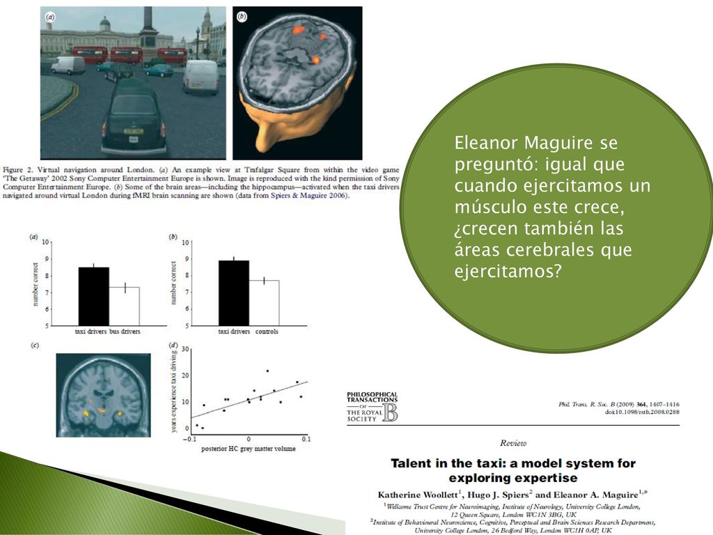 Eleanor Maguire se preguntó: igual que cuando ejercitamos un músculo este crece, ¿crecen también las áreas cerebrales que ejercitamos