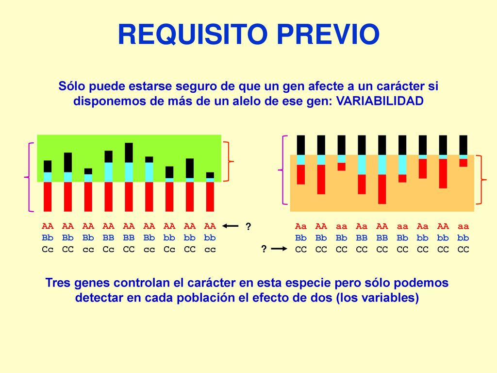 REQUISITO PREVIO Sólo puede estarse seguro de que un gen afecte a un carácter si disponemos de más de un alelo de ese gen: VARIABILIDAD.