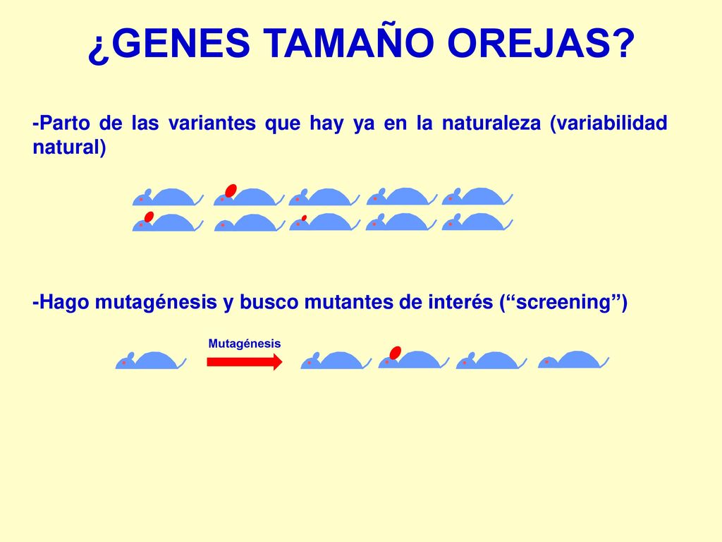 ¿GENES TAMAÑO OREJAS -Parto de las variantes que hay ya en la naturaleza (variabilidad natural)