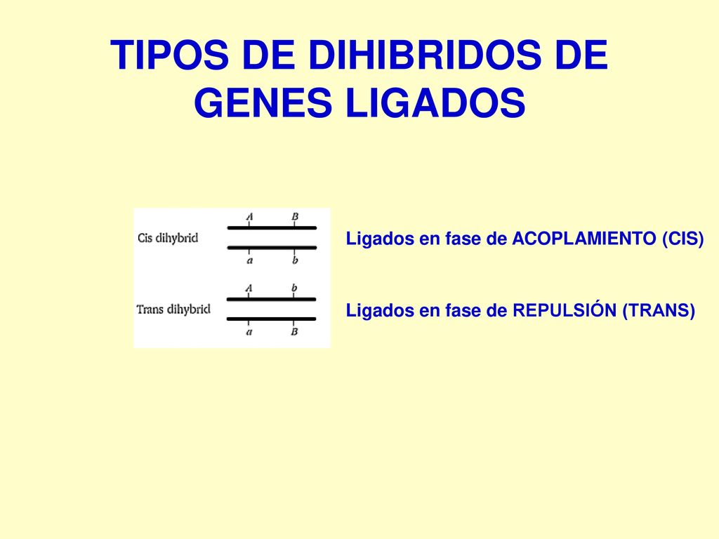 TIPOS DE DIHIBRIDOS DE GENES LIGADOS