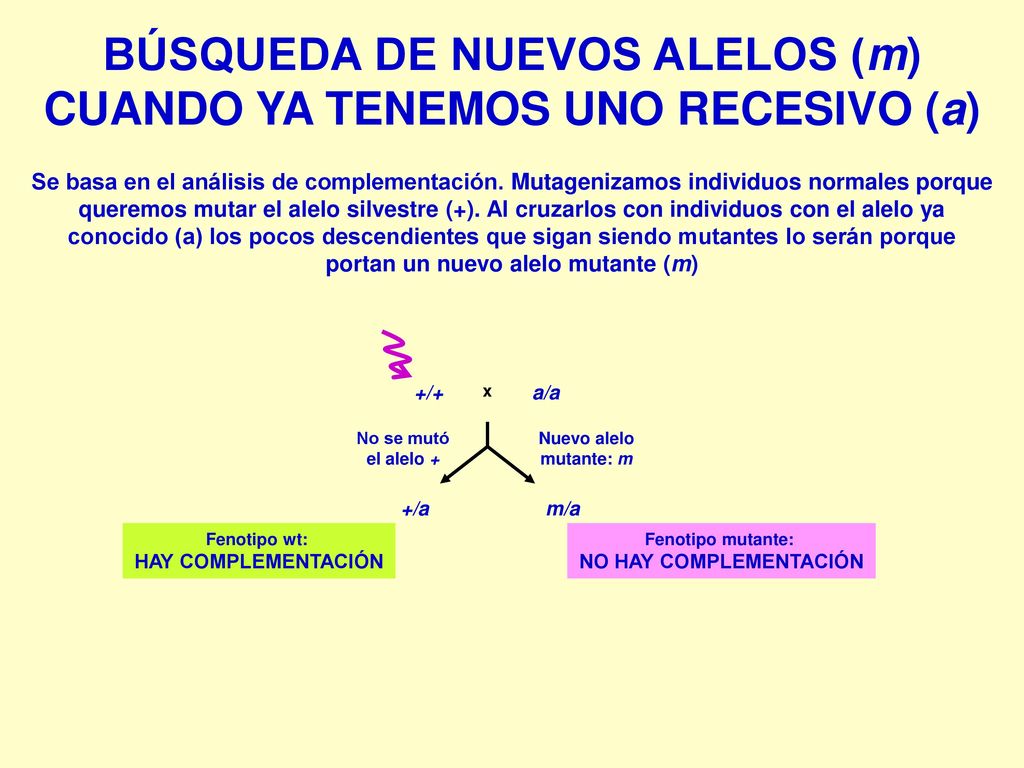 BÚSQUEDA DE NUEVOS ALELOS (m) CUANDO YA TENEMOS UNO RECESIVO (a)