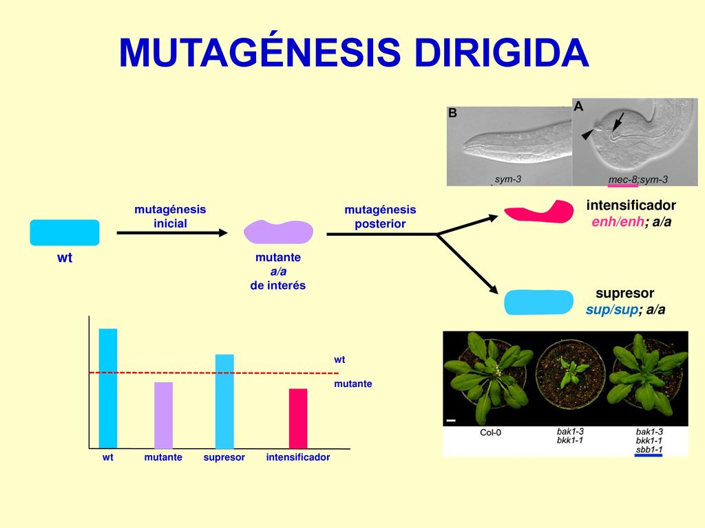 MUTAGÉNESIS DIRIGIDA intensificador enh/enh; a/a wt supresor