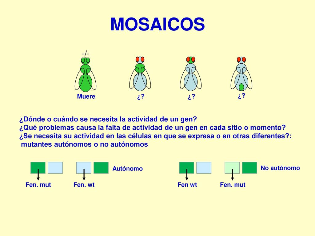 MOSAICOS -/- ¿Dónde o cuándo se necesita la actividad de un gen
