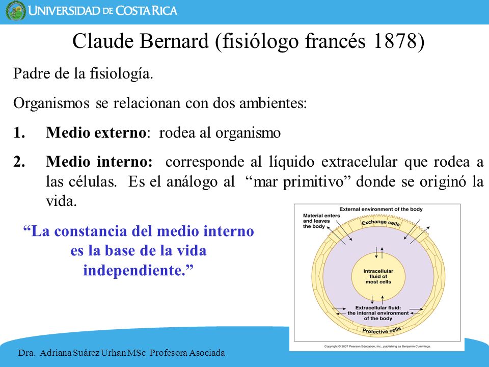 La constancia del medio interno es la base de la vida independiente.