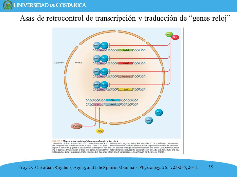 Asas de retrocontrol de transcripción y traducción de genes reloj