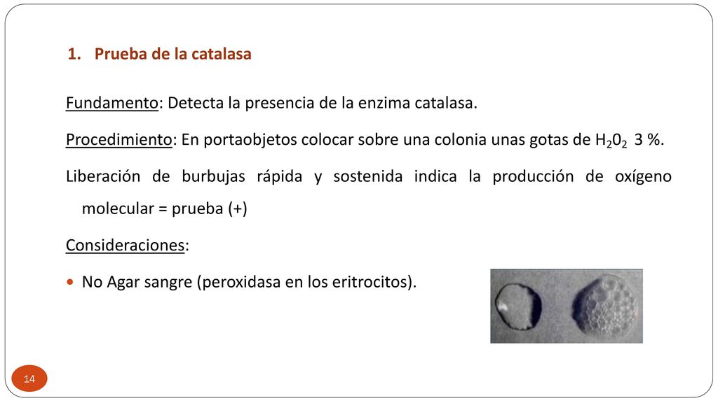 Prueba de la catalasa Fundamento: Detecta la presencia de la enzima catalasa.