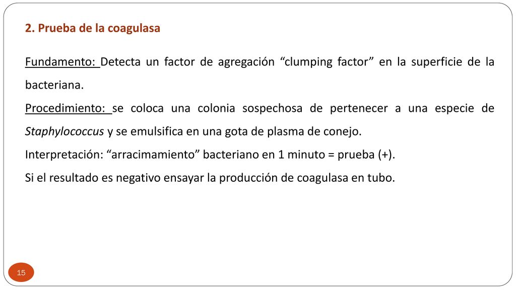 2. Prueba de la coagulasa Fundamento: Detecta un factor de agregación clumping factor en la superficie de la bacteriana.