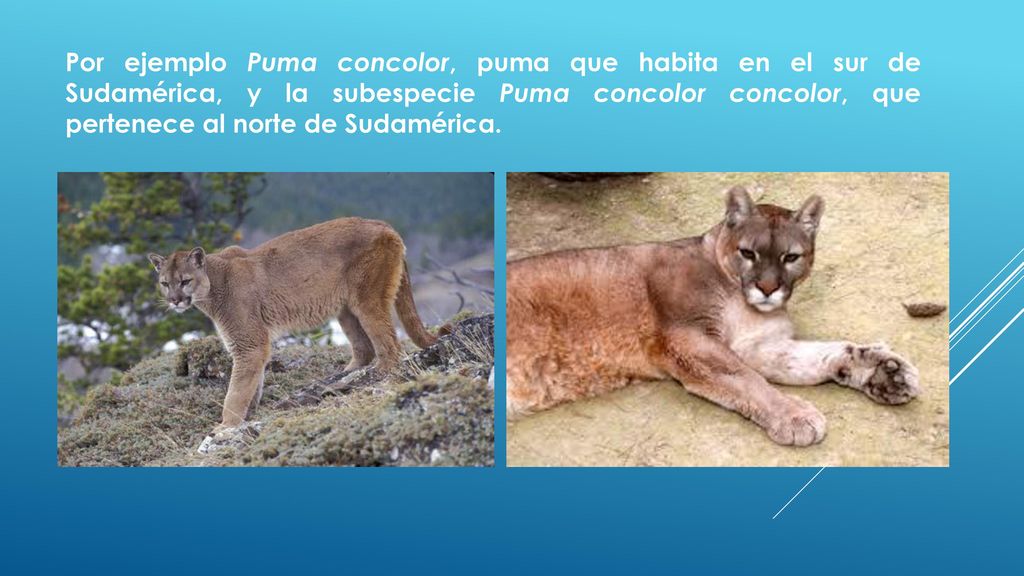 Por ejemplo Puma concolor, puma que habita en el sur de Sudamérica, y la subespecie Puma concolor concolor, que pertenece al norte de Sudamérica.