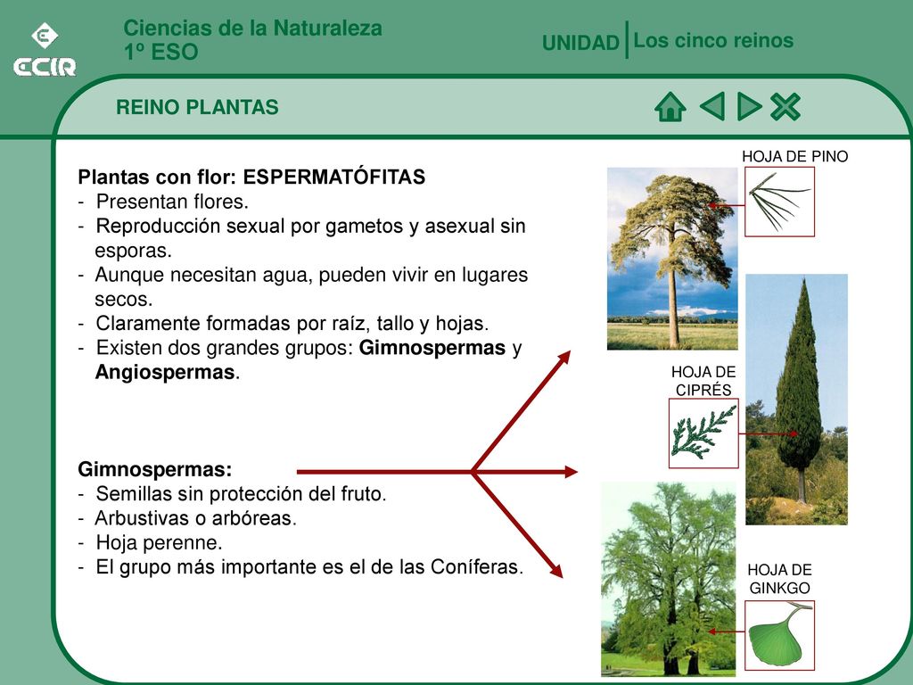 1º ESO Ciencias de la Naturaleza Los cinco reinos UNIDAD REINO PLANTAS
