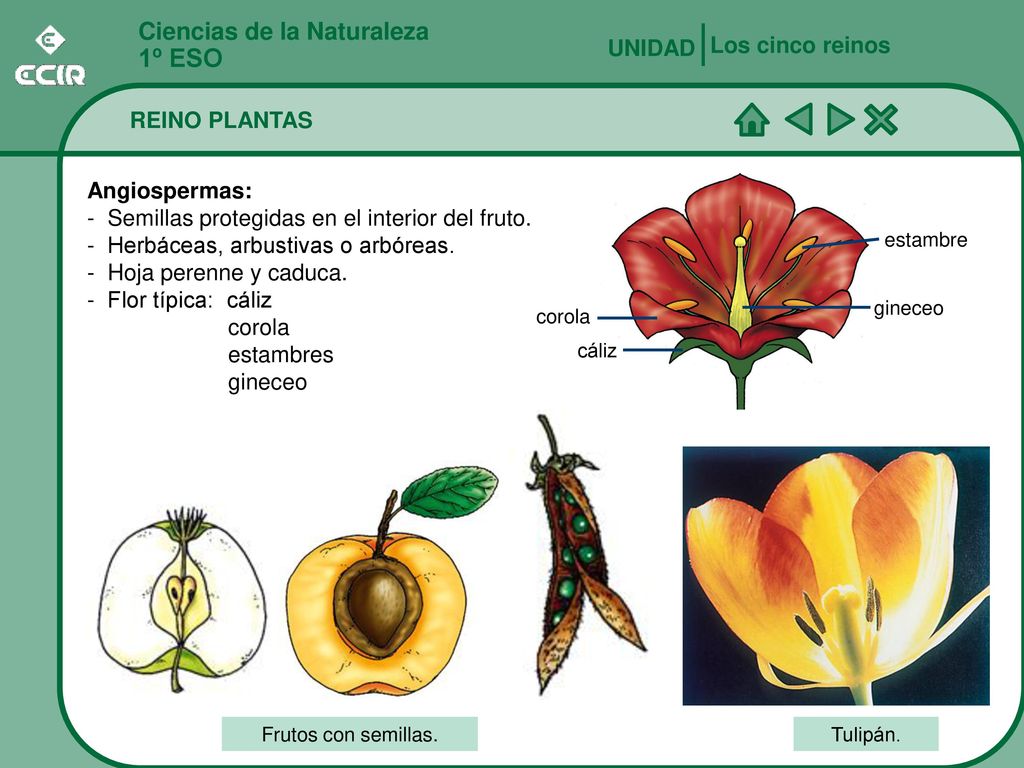 1º ESO Ciencias de la Naturaleza Los cinco reinos UNIDAD REINO PLANTAS