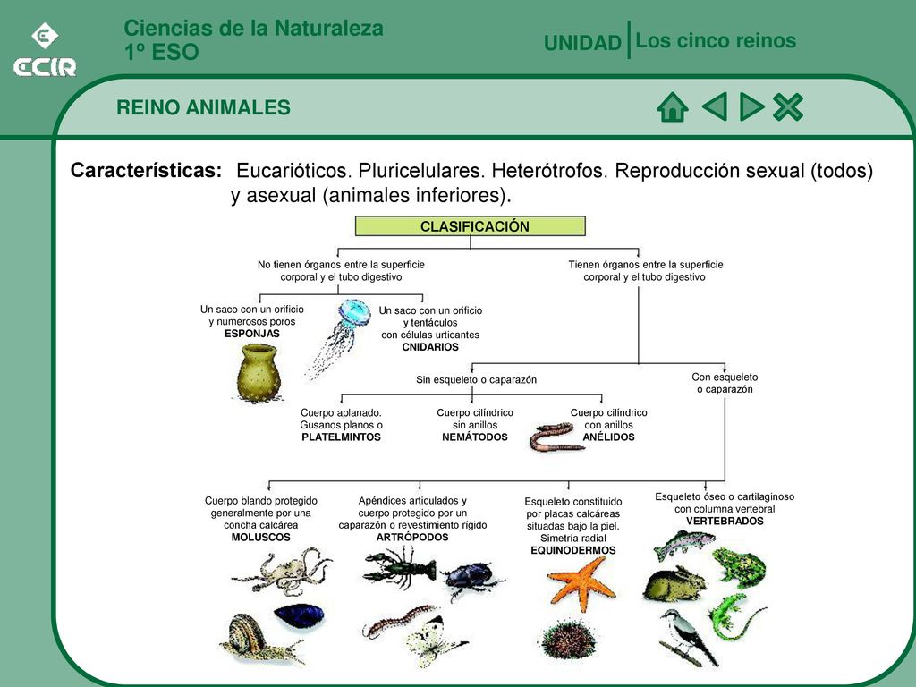 1º ESO Ciencias de la Naturaleza Los cinco reinos UNIDAD