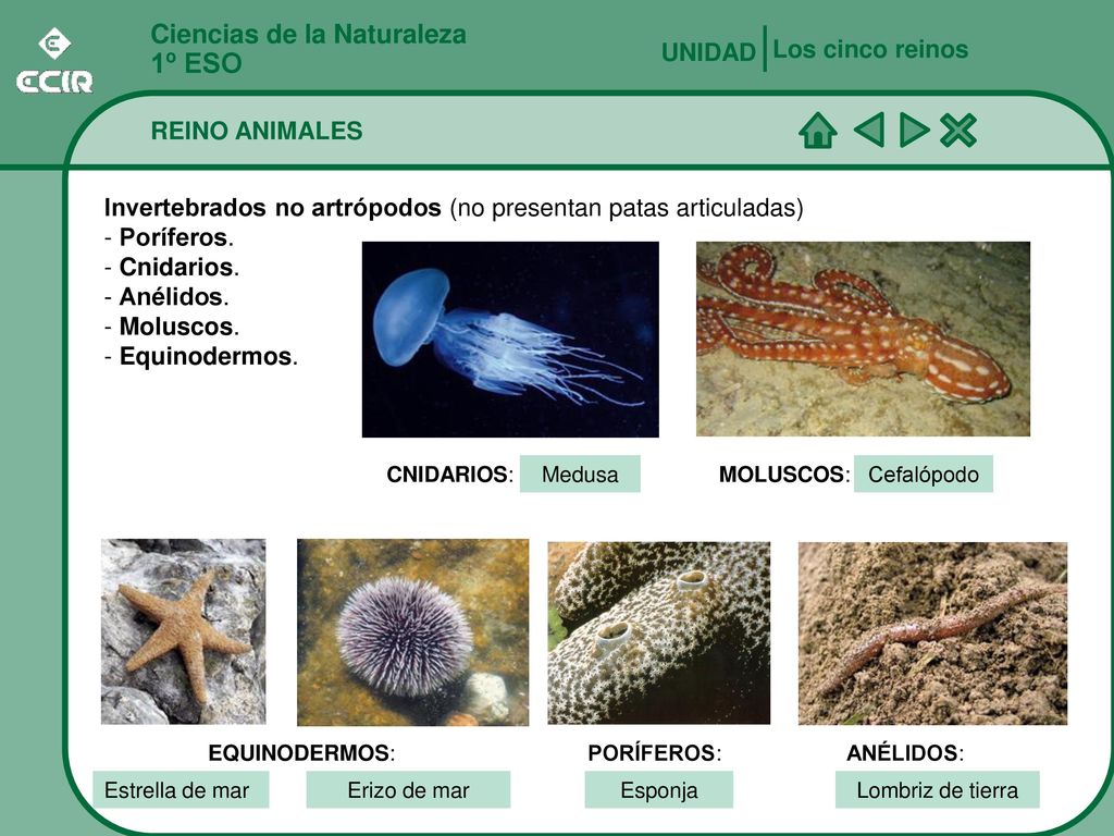 1º ESO Ciencias de la Naturaleza Los cinco reinos UNIDAD