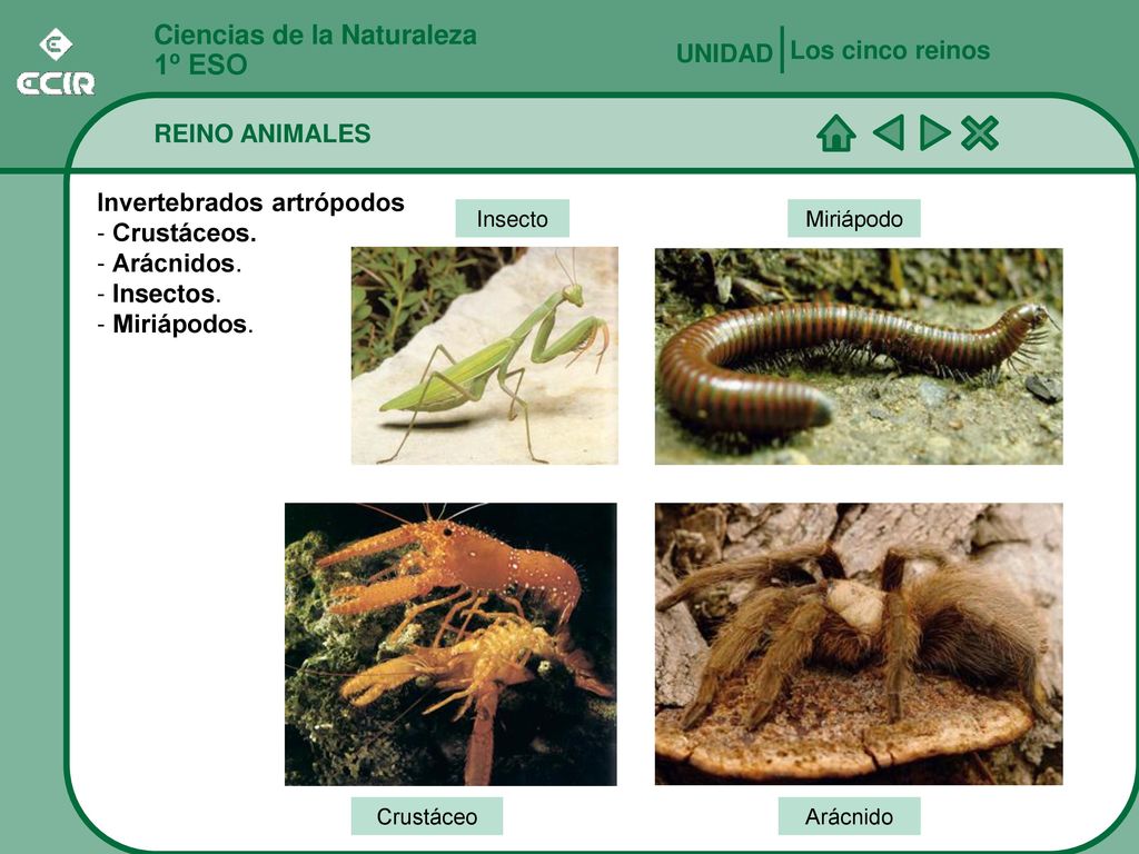 1º ESO Ciencias de la Naturaleza Los cinco reinos UNIDAD