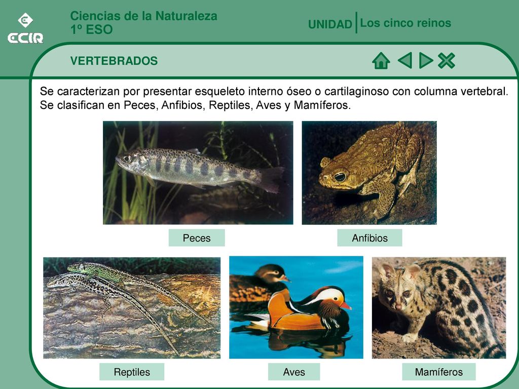 1º ESO Ciencias de la Naturaleza Los cinco reinos UNIDAD VERTEBRADOS