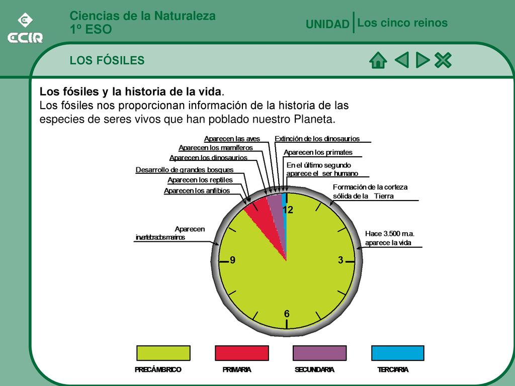 1º ESO Ciencias de la Naturaleza Los cinco reinos UNIDAD LOS FÓSILES