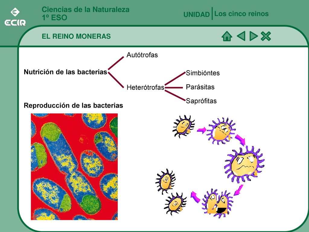 1º ESO Ciencias de la Naturaleza Los cinco reinos UNIDAD