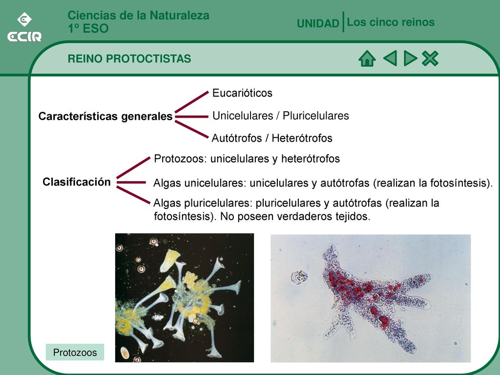 1º ESO Ciencias de la Naturaleza Los cinco reinos UNIDAD