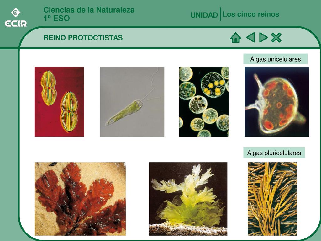 1º ESO Ciencias de la Naturaleza Los cinco reinos UNIDAD