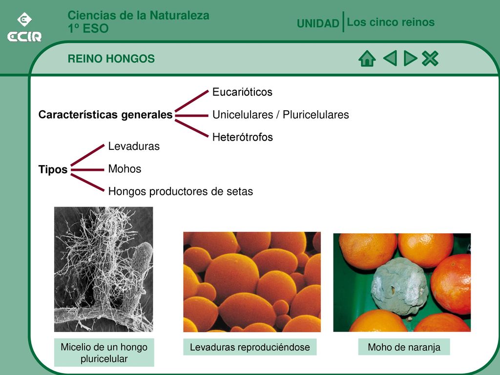 1º ESO Ciencias de la Naturaleza Los cinco reinos UNIDAD REINO HONGOS