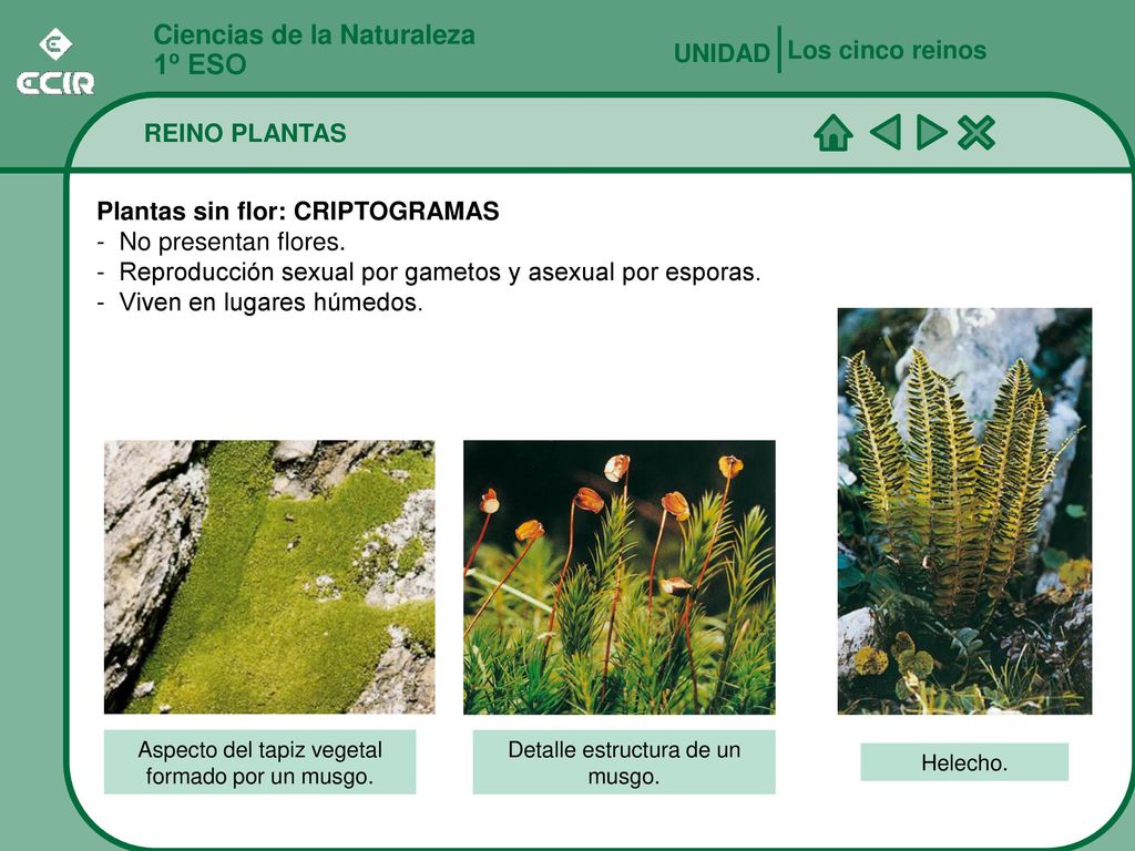 1º ESO Ciencias de la Naturaleza Los cinco reinos UNIDAD REINO PLANTAS