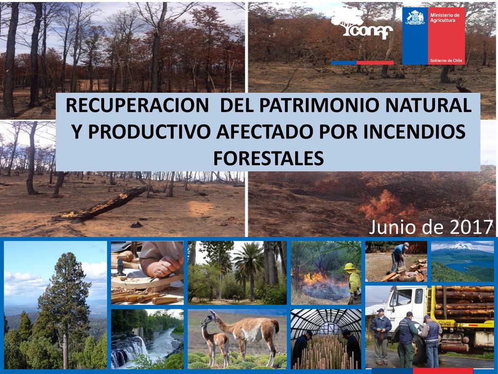 RECUPERACION DEL PATRIMONIO NATURAL Y PRODUCTIVO AFECTADO POR INCENDIOS FORESTALES
