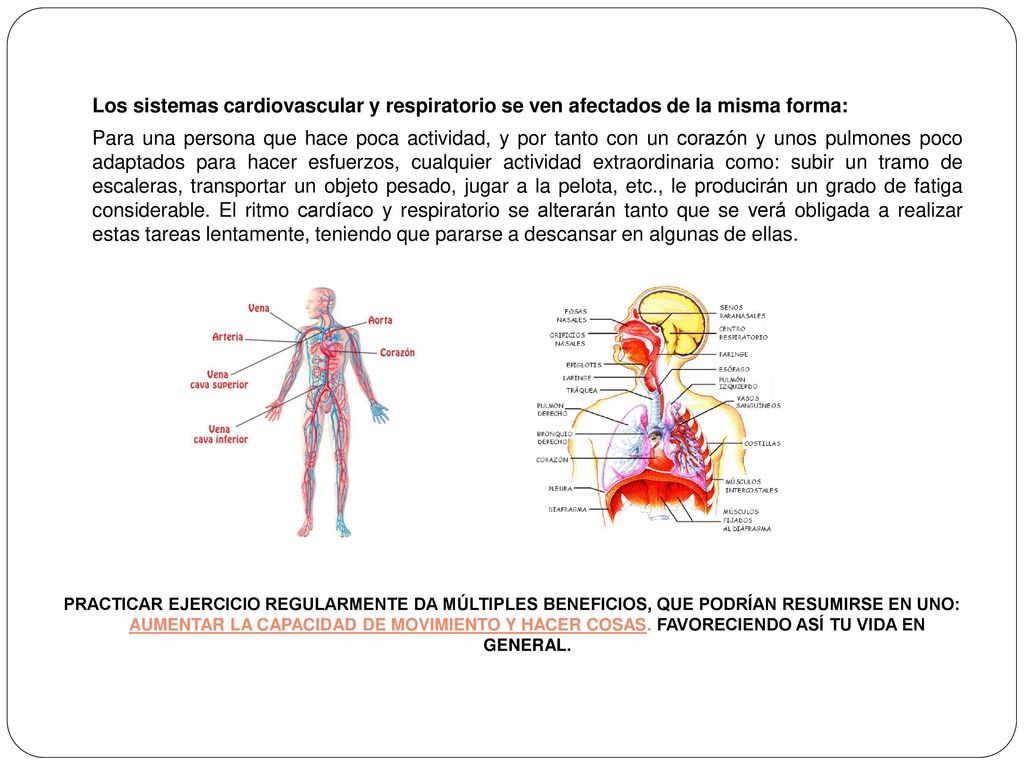 Los sistemas cardiovascular y respiratorio se ven afectados de la misma forma: