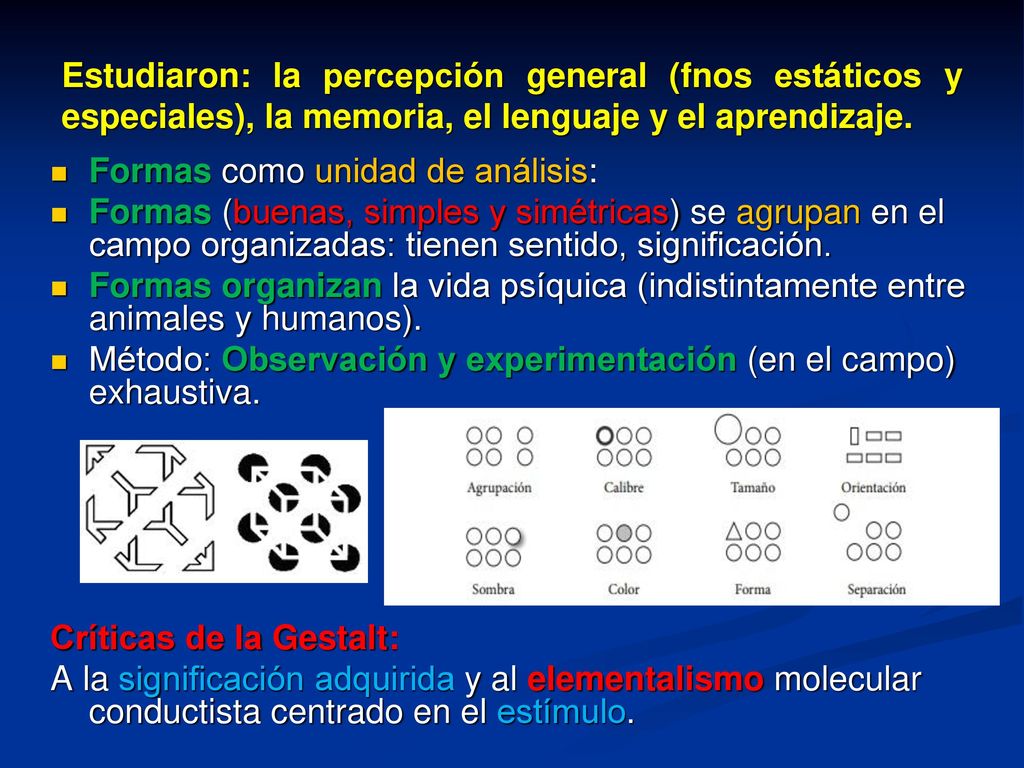 Estudiaron: la percepción general (fnos estáticos y especiales), la memoria, el lenguaje y el aprendizaje.