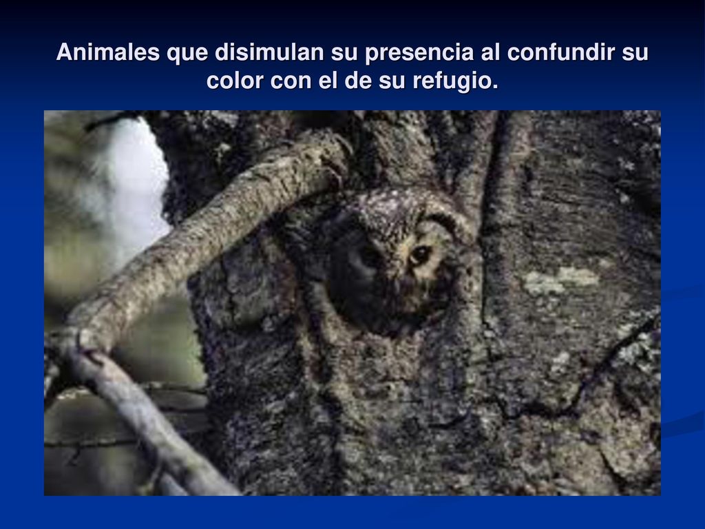 Animales que disimulan su presencia al confundir su color con el de su refugio.