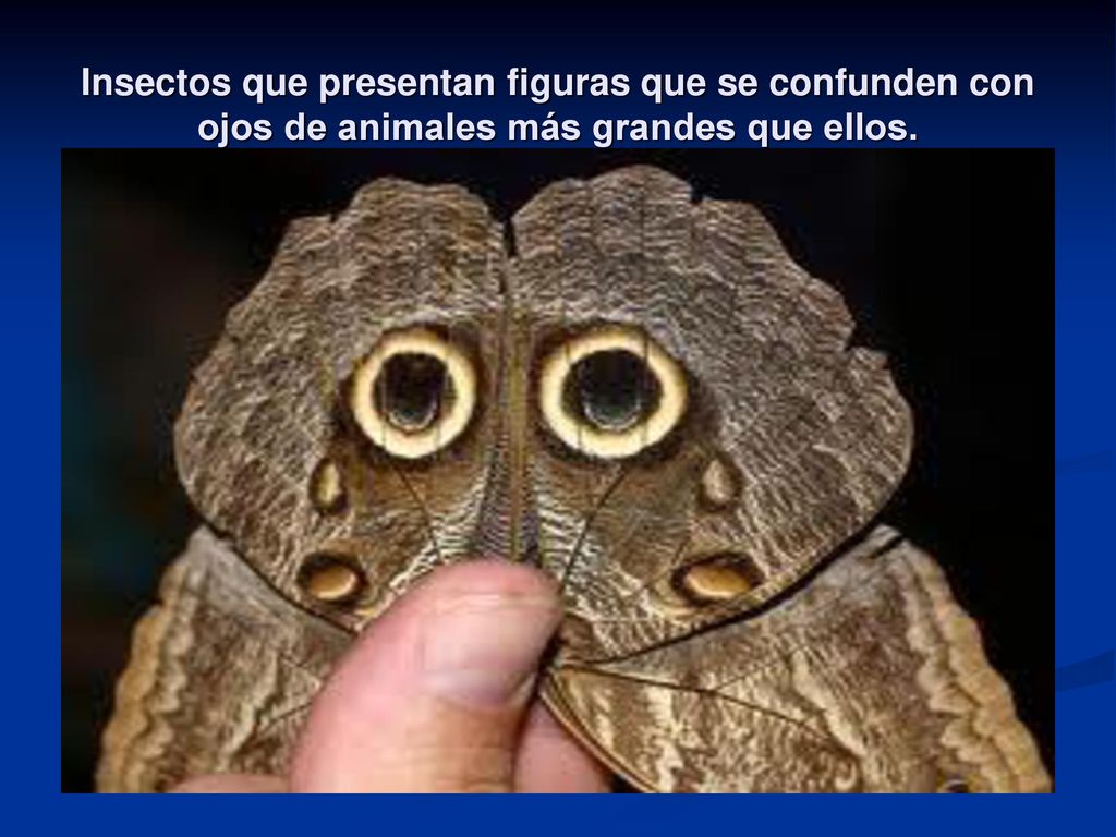 Insectos que presentan figuras que se confunden con ojos de animales más grandes que ellos.