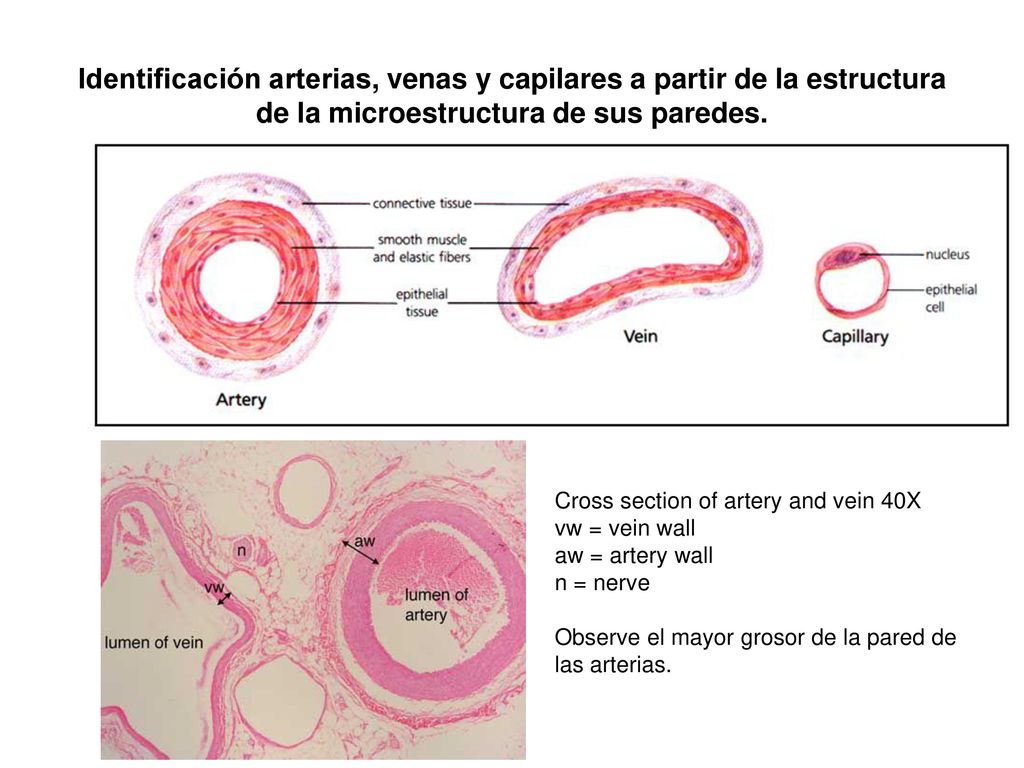 Identificación arterias, venas y capilares a partir de la estructura de la microestructura de sus paredes.