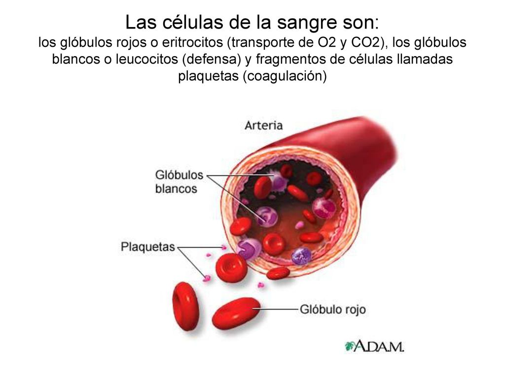 Las células de la sangre son: los glóbulos rojos o eritrocitos (transporte de O2 y CO2), los glóbulos blancos o leucocitos (defensa) y fragmentos de células llamadas plaquetas (coagulación)