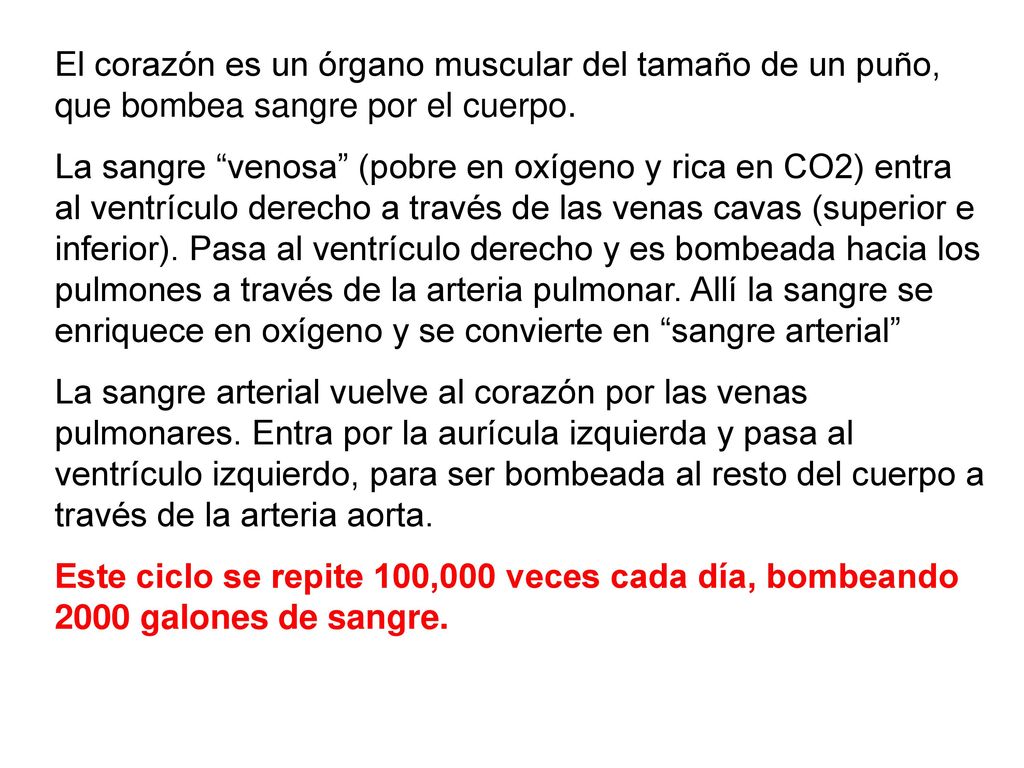 El corazón es un órgano muscular del tamaño de un puño, que bombea sangre por el cuerpo.