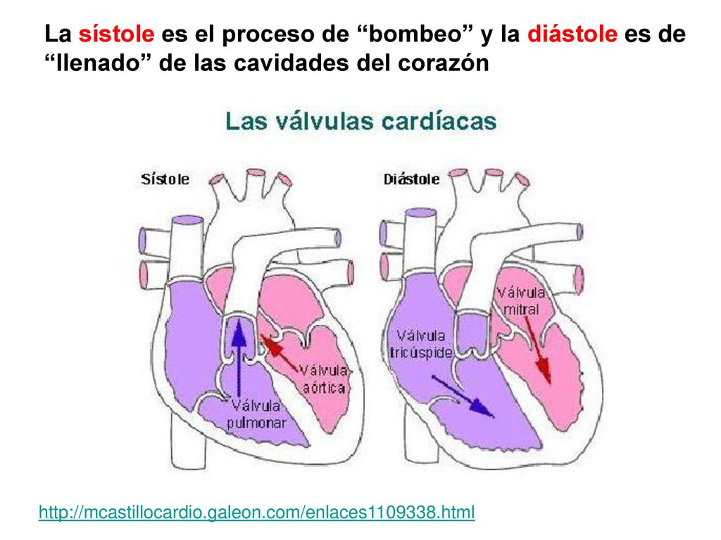 La sístole es el proceso de bombeo y la diástole es de llenado de las cavidades del corazón