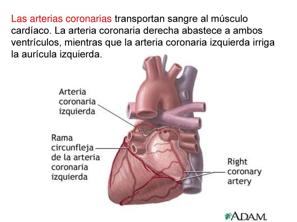 Las arterias coronarias transportan sangre al músculo cardíaco