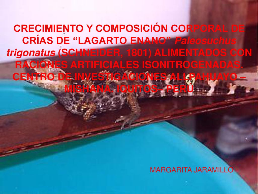 CRECIMIENTO Y COMPOSICIÓN CORPORAL DE CRÍAS DE LAGARTO ENANO Paleosuchus trigonatus (SCHNEIDER, 1801) ALIMENTADOS CON RACIONES ARTIFICIALES ISONITROGENADAS. CENTRO DE INVESTIGACIONES ALLPAHUAYO – MISHANA. IQUITOS– PERÚ