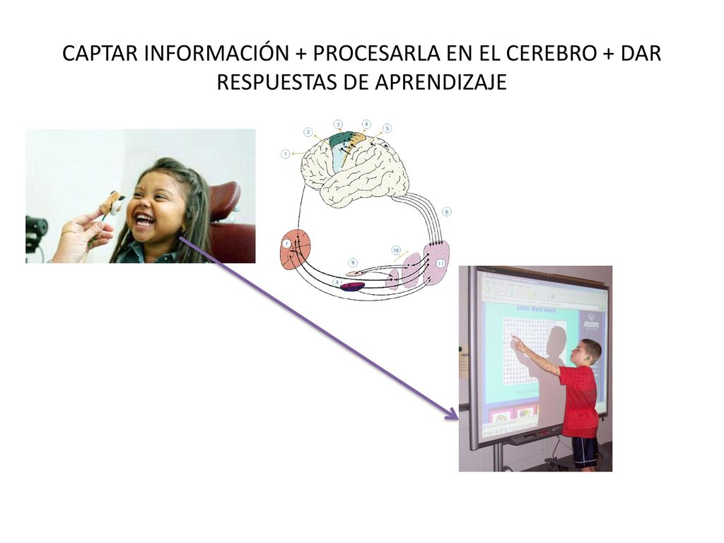 CAPTAR INFORMACIÓN + PROCESARLA EN EL CEREBRO + DAR RESPUESTAS DE APRENDIZAJE