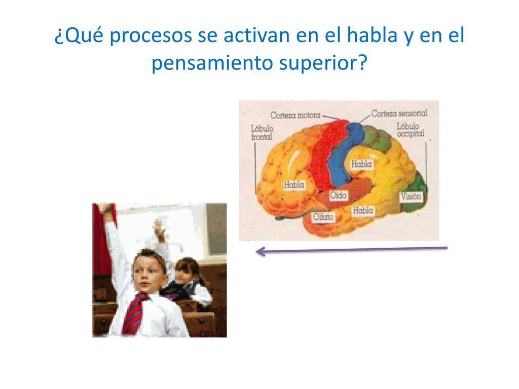 ¿Qué procesos se activan en el habla y en el pensamiento superior