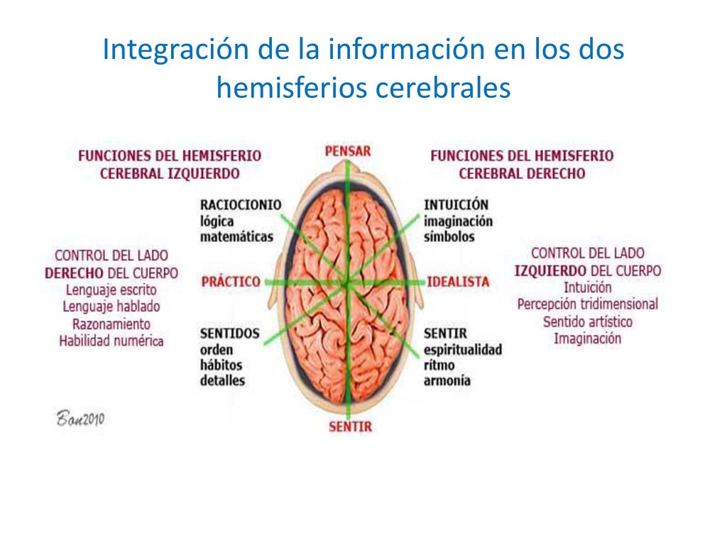 Integración de la información en los dos hemisferios cerebrales