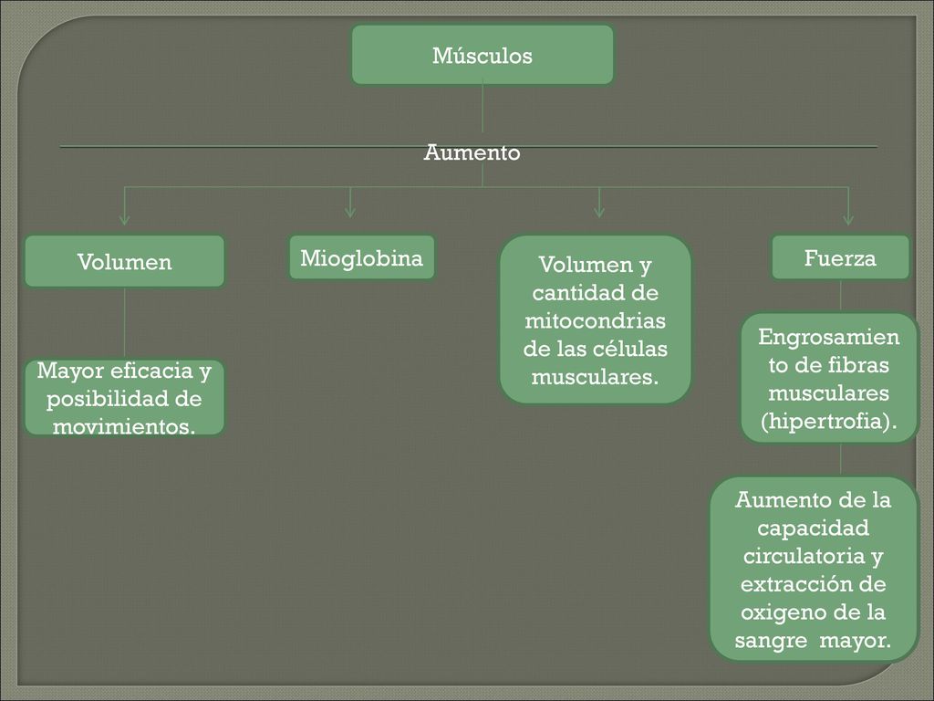 Volumen y cantidad de mitocondrias de las células musculares. Fuerza