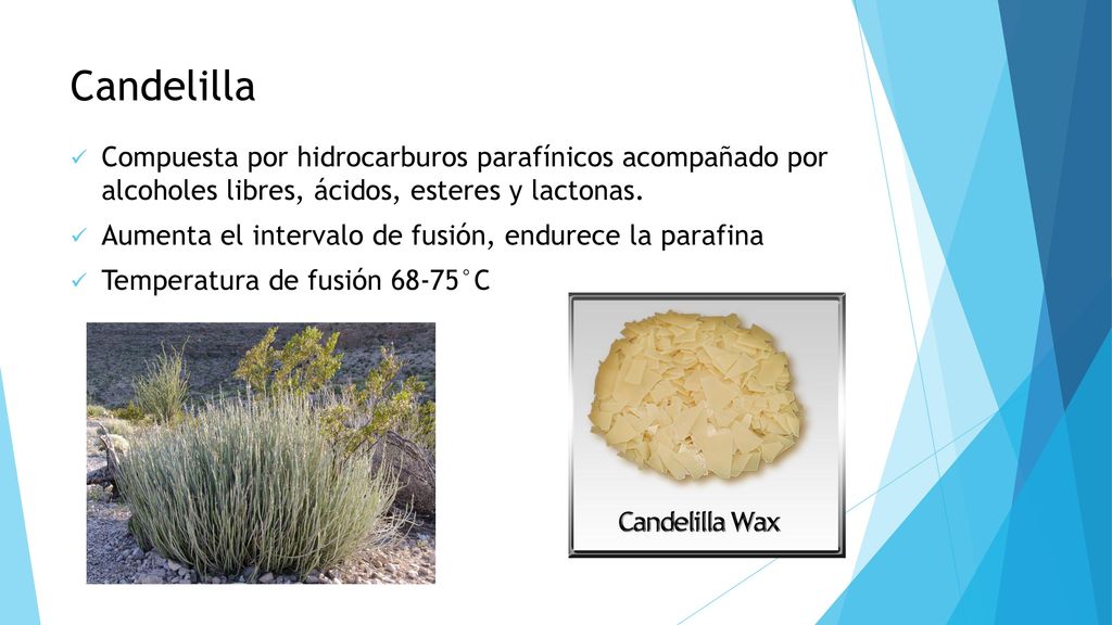 Candelilla Compuesta por hidrocarburos parafínicos acompañado por alcoholes libres, ácidos, esteres y lactonas.